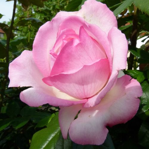 Rosa Honoré de Balzac® - rózsaszín - fehér - Csokros virágú - magastörzsű rózsafa- bokros koronaforma